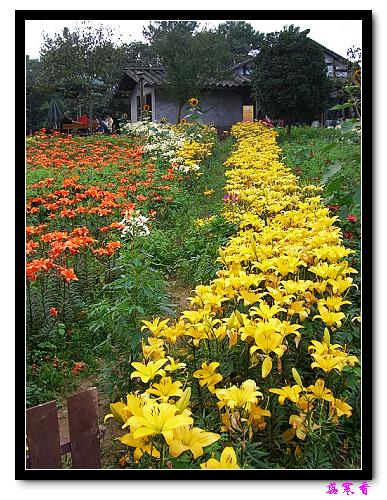 �Ŷ�:ʯ����İٺϻ���(���÷�����߲��ܽ�)