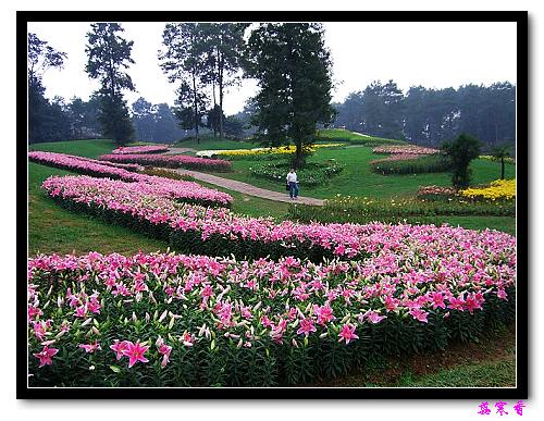 �Ŷ�:ʯ����İٺϻ���(���÷�����߲��ܽ�)