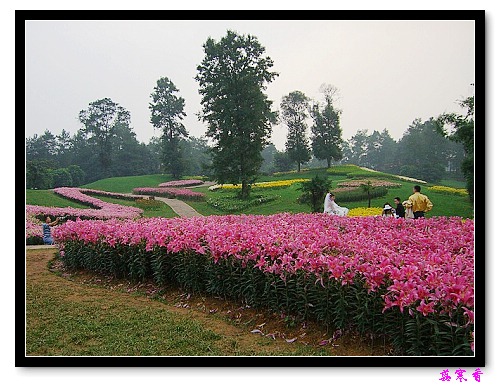 �Ŷ�:ʯ����İٺϻ���(���÷�����߲��ܽ�)