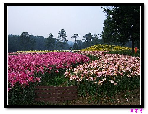 �Ŷ�:ʯ����İٺϻ���(���÷�����߲��ܽ�)