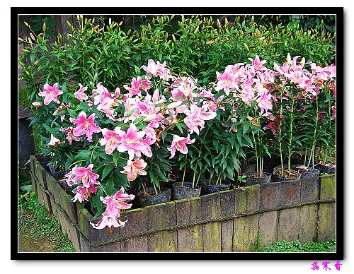 �Ŷ�:ʯ����İٺϻ���(���÷�����߲��ܽ�)