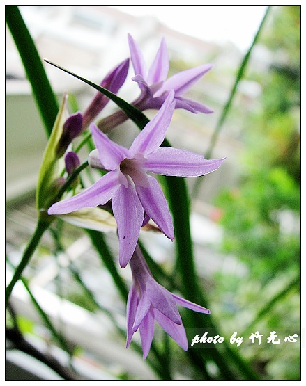 ����Ļ���~P2,��Ҷ��