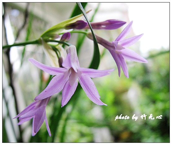 ����Ļ���~P2,��Ҷ��