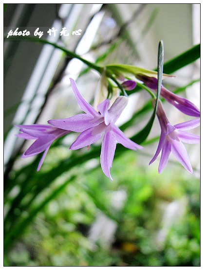 ����Ļ���~P2,��Ҷ��