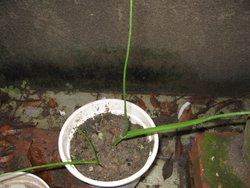 ����� (С������ѿ)