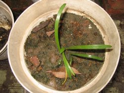 ����� (С������ѿ)