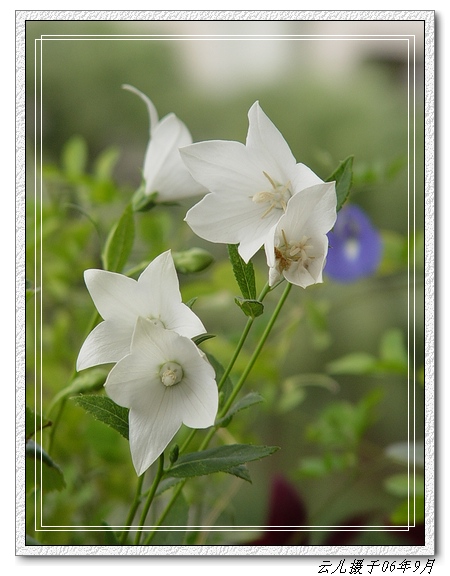 �۵ġ��Ƶġ��׵ġ�����������