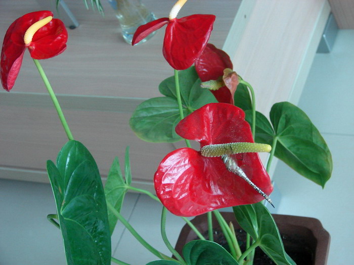 �����ҼҵĻ���