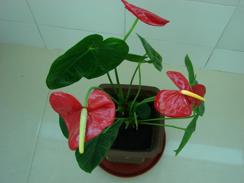 �����ҼҵĻ���