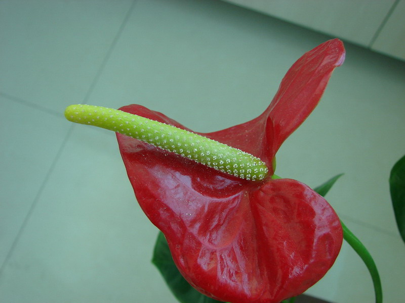 �����ҼҵĻ���