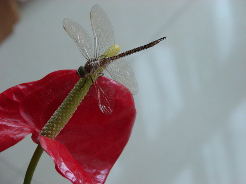 �����ҼҵĻ���