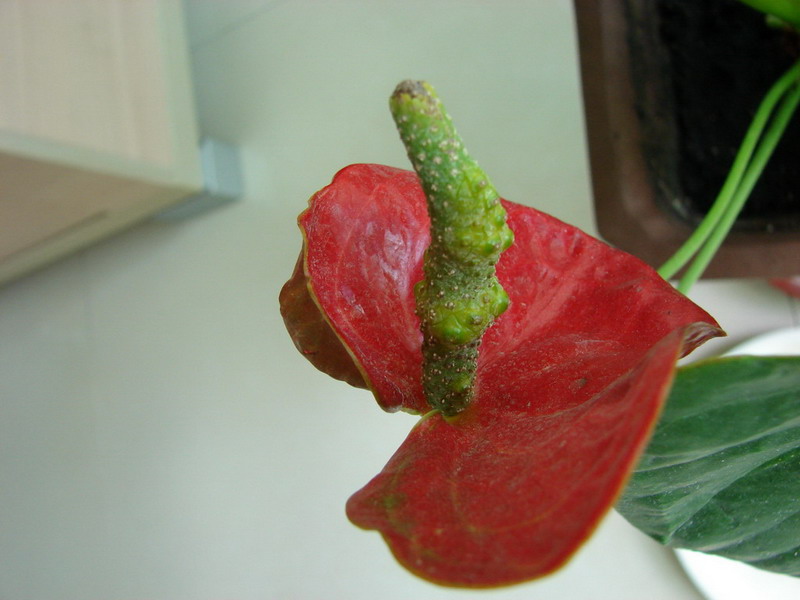 �����ҼҵĻ���