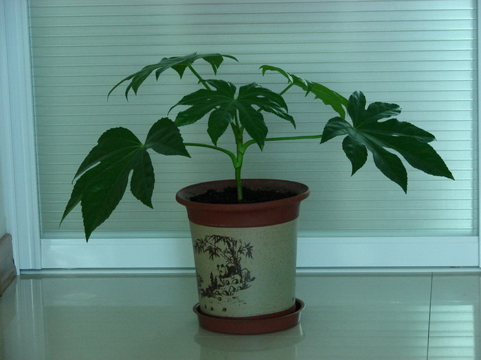 �����ҼҵĻ���