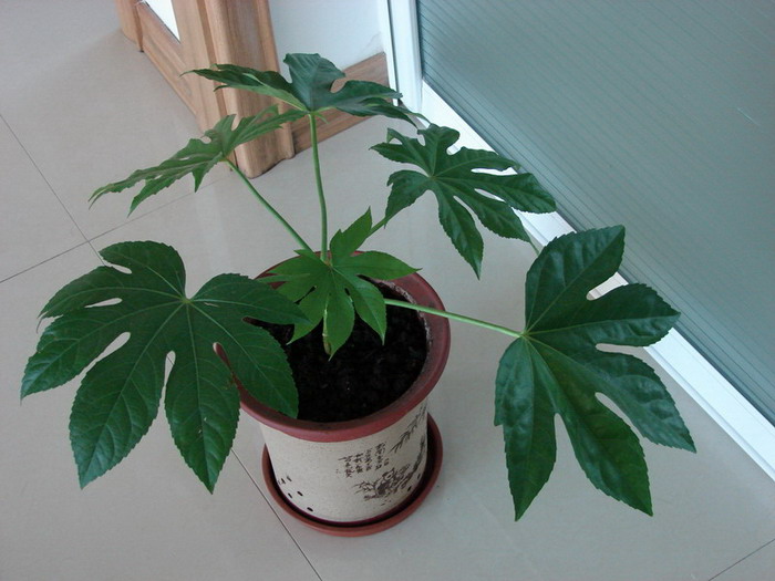 �����ҼҵĻ���