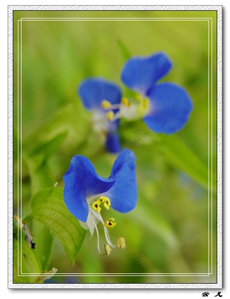 ��ɢ�Լ�������