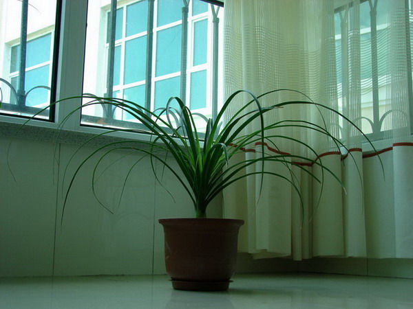 �����ҼҵĻ���