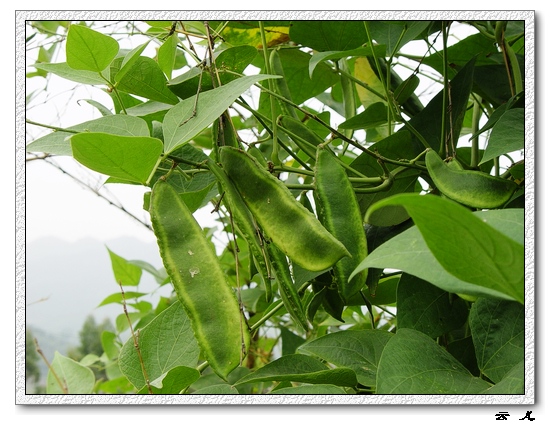 ��ɢ�Լ�������