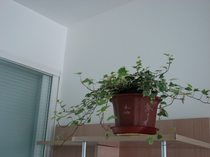 �����ҼҵĻ���