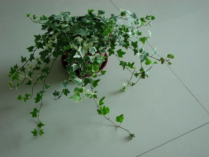 �����ҼҵĻ���