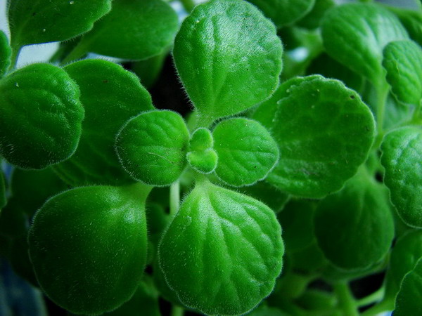 �����ҼҵĻ���