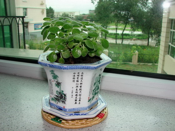 �����ҼҵĻ���