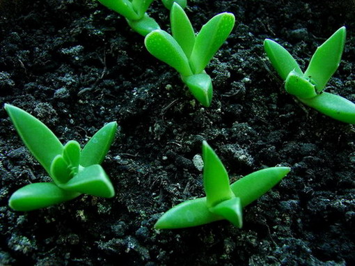 �����ҼҵĻ���