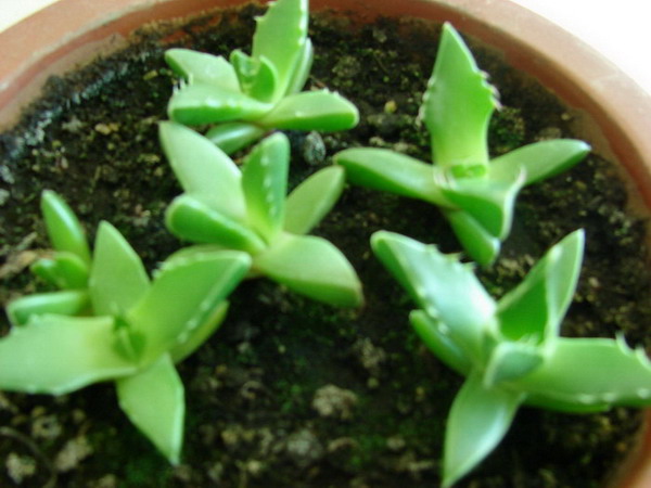 �����ҼҵĻ���