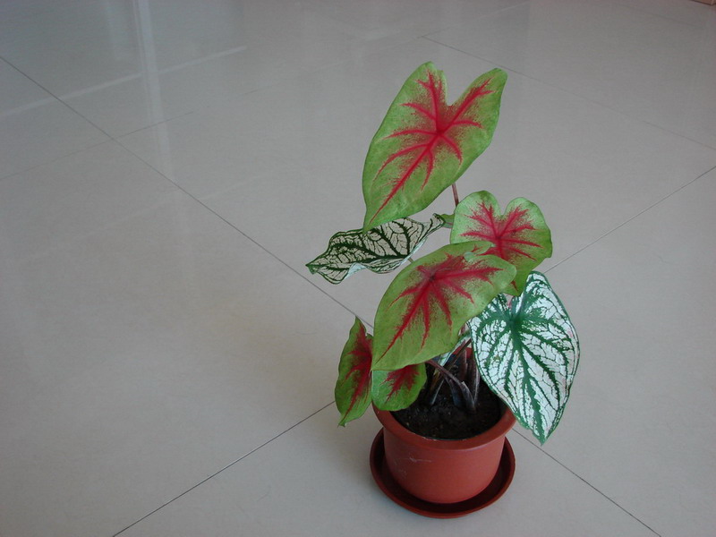 �����ҼҵĻ���