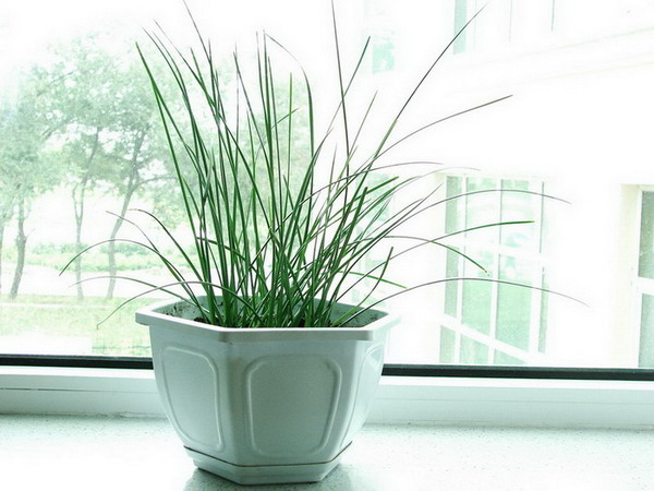 �����ҼҵĻ���