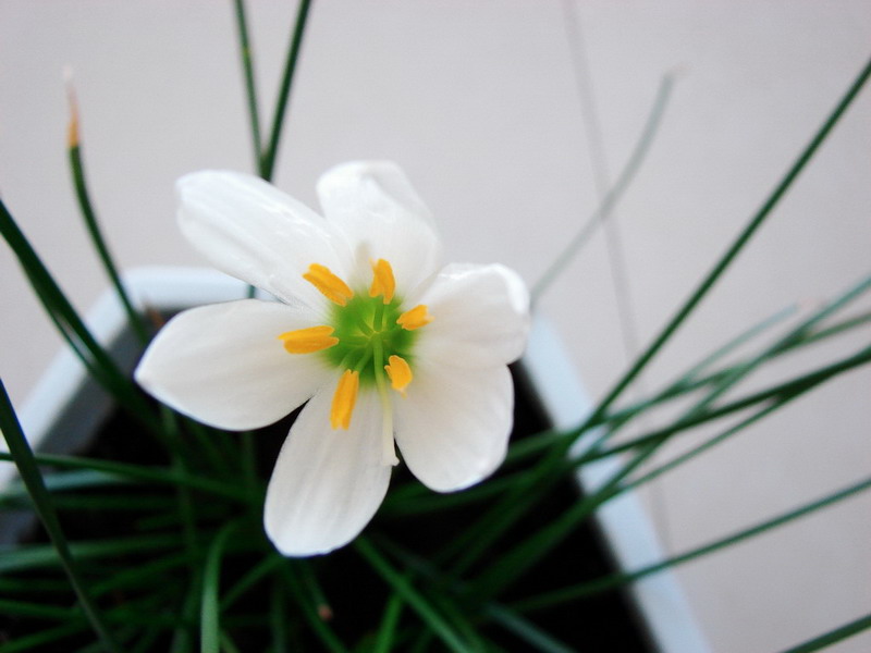 �����ҼҵĻ���