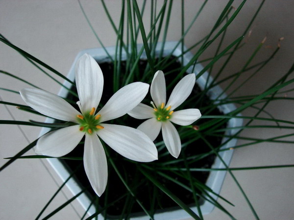 �����ҼҵĻ���