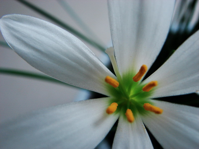 �����ҼҵĻ���