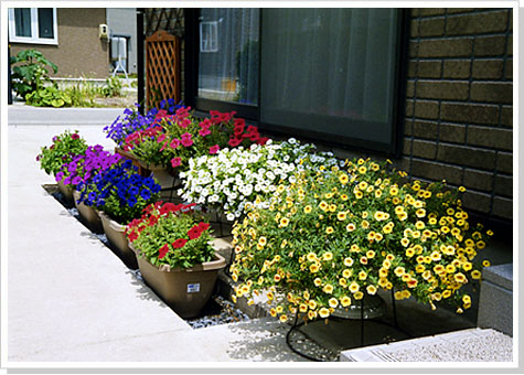 ��ţͼƬ����ֲ����