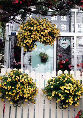 ��ţͼƬ����ֲ����