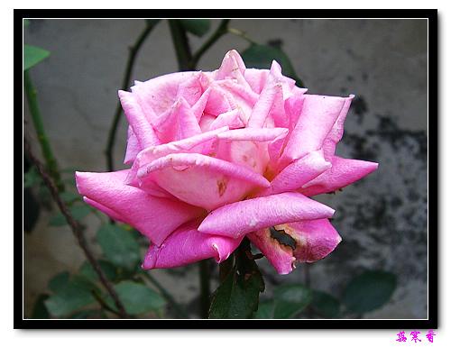 ��������¼���԰:P19ͯ��Ů�����ɵ�������գ�����