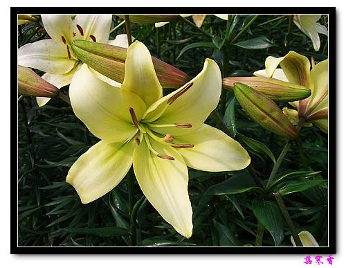 �Ŷ�:ʯ����İٺϻ���(û���÷�����ߵ����)