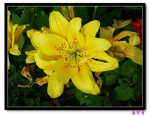 �Ŷ�:ʯ����İٺϻ���(û���÷�����ߵ����)