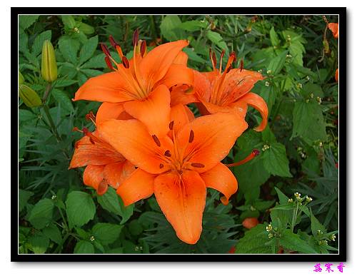 �Ŷ�:ʯ����İٺϻ���(û���÷�����ߵ����)