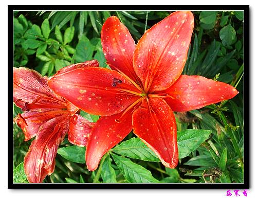 �Ŷ�:ʯ����İٺϻ���(û���÷�����ߵ����)