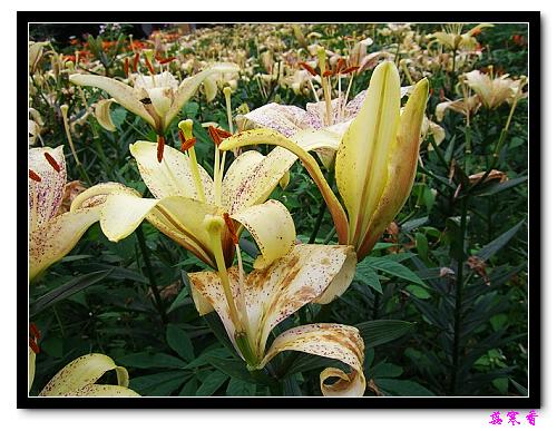 �Ŷ�:ʯ����İٺϻ���(û���÷�����ߵ����)