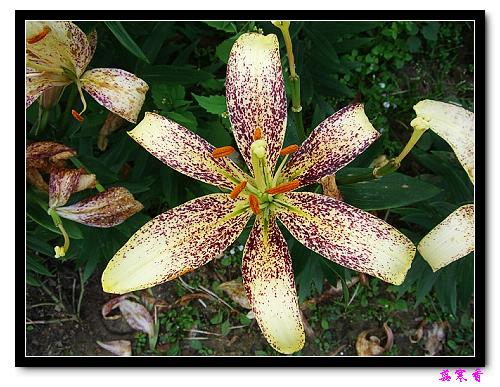 �Ŷ�:ʯ����İٺϻ���(û���÷�����ߵ����)