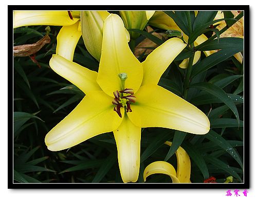 �Ŷ�:ʯ����İٺϻ���(û���÷�����ߵ����)