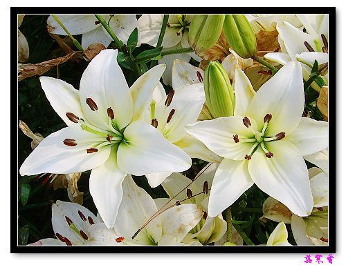 �Ŷ�:ʯ����İٺϻ���(û���÷�����ߵ����)