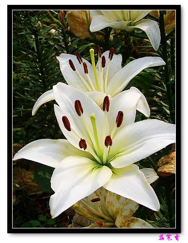 �Ŷ�:ʯ����İٺϻ���(û���÷�����ߵ����)