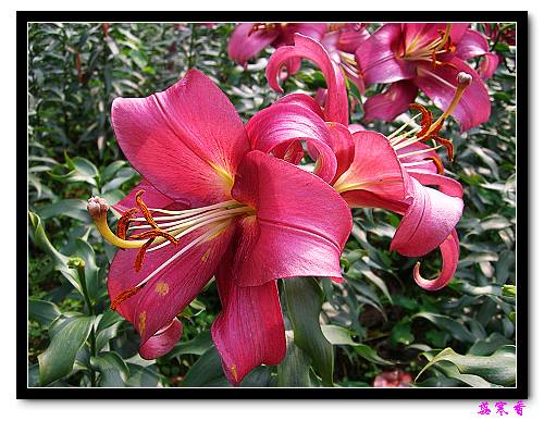 �Ŷ�:ʯ����İٺϻ���(û���÷�����ߵ����)