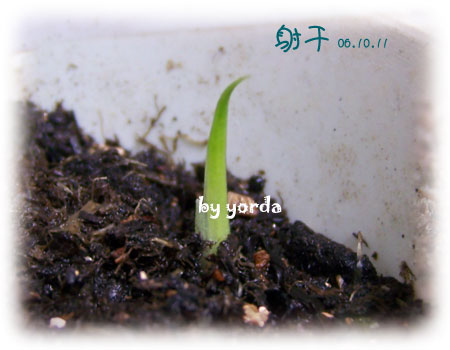 �����ˬ�������ǿ�ʼ��ѿ��(P3��Ҷ��������Ҷ������Ŷ)