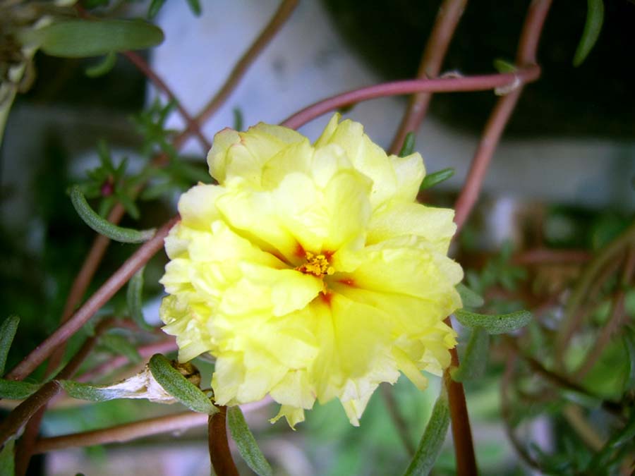 �ذ�̫��������