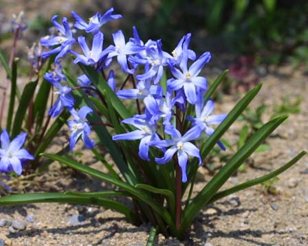 �����԰GARDENING WITH BULBS