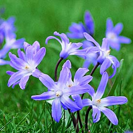 �����԰GARDENING WITH BULBS