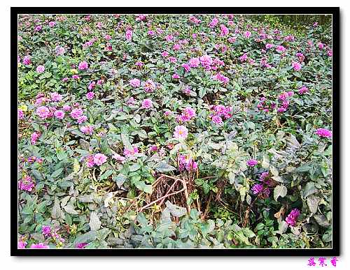 �ֿ�������